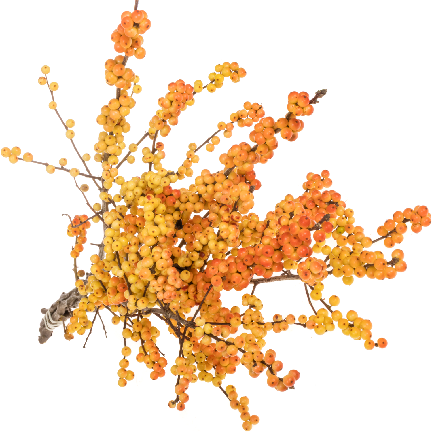 Ilex orange victoria 60cm