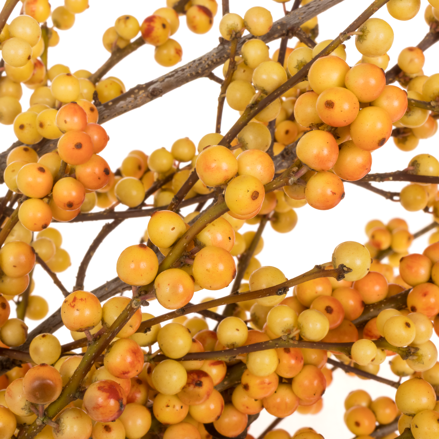 Ilex orange victoria 60cm