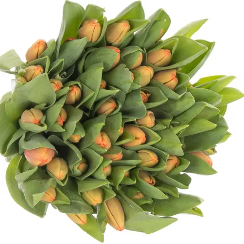Tulpe orange Cadans 32 Gramm