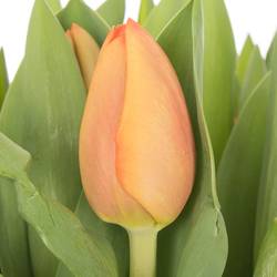Tulpe orange Cadans 32 Gramm