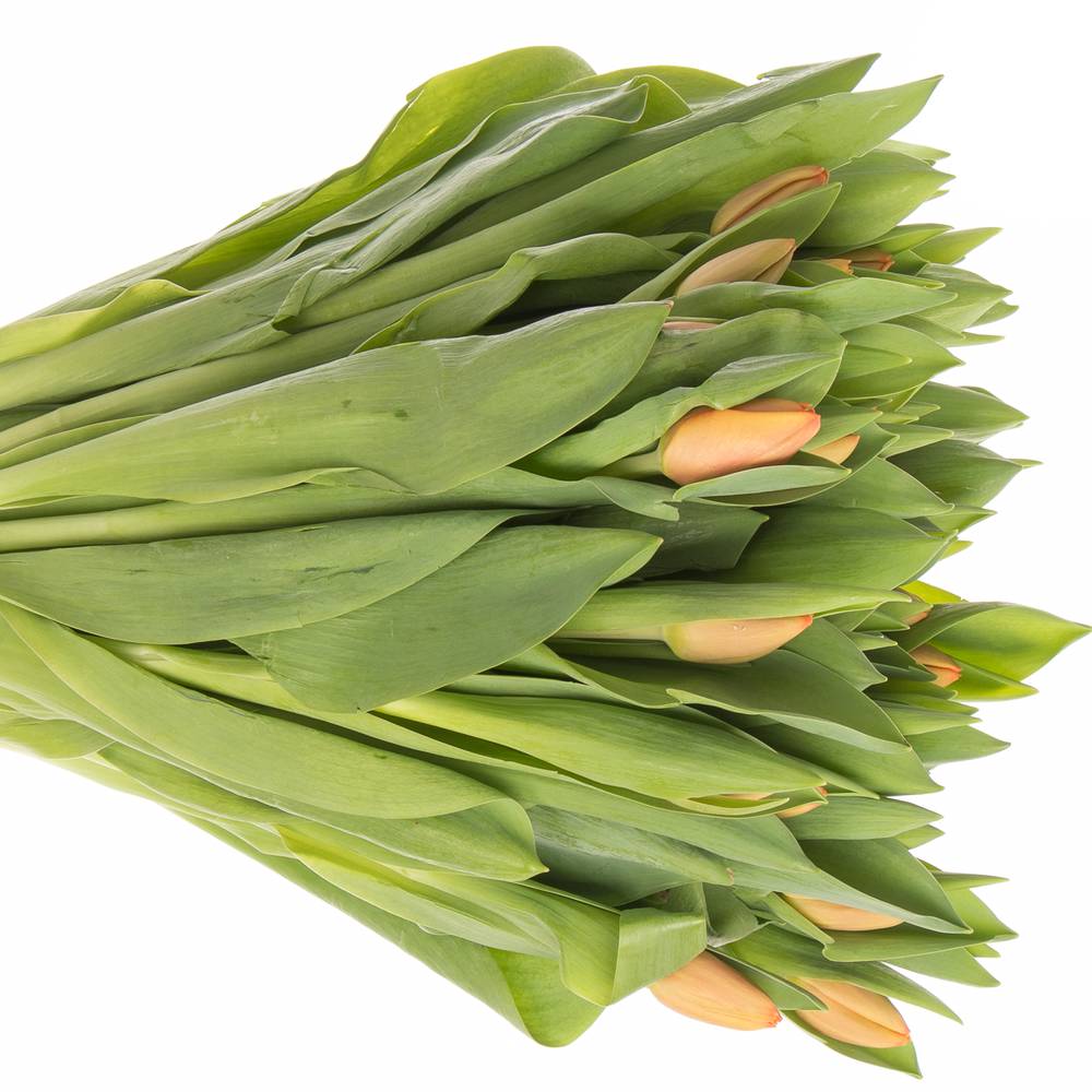 Tulpe orange Cadans 32 Gramm
