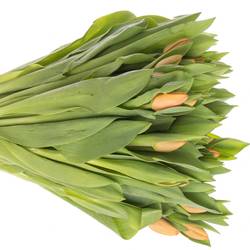 Tulpe orange Cadans 32 Gramm