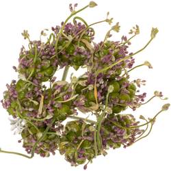Allium grün Drops 65cm
