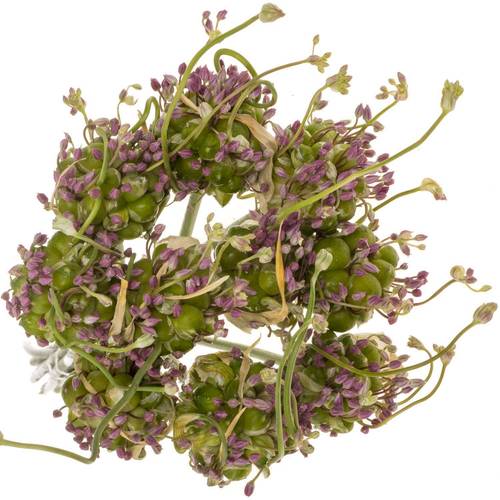 Allium grün Drops 65cm