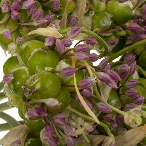 Allium grün Drops 65cm