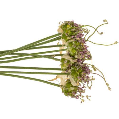 Allium grün Drops 65cm