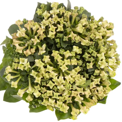 Bouvardie grün Pistache 70cm