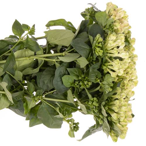 Bouvardie grün Pistache 70cm