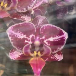 Phal.2-R rosa/lila Exclusief T09 H040