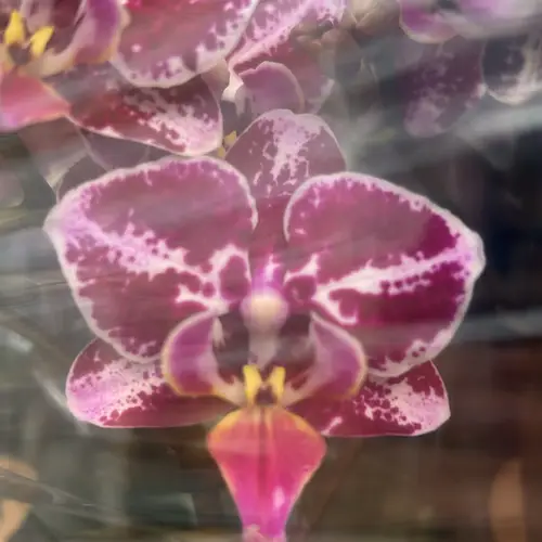 Phal.2-R rosa/lila Exclusief T09 H040