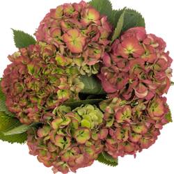 Hortensie rot/grün Elbtal classic Bol 24cm 80cm