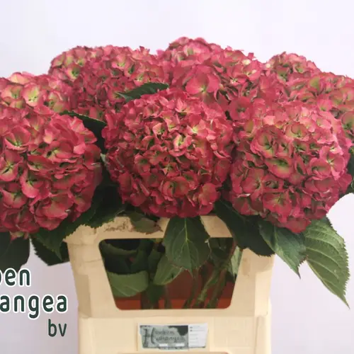 Hortensie rot/grün Elbtal classic Bol 20cm 80cm