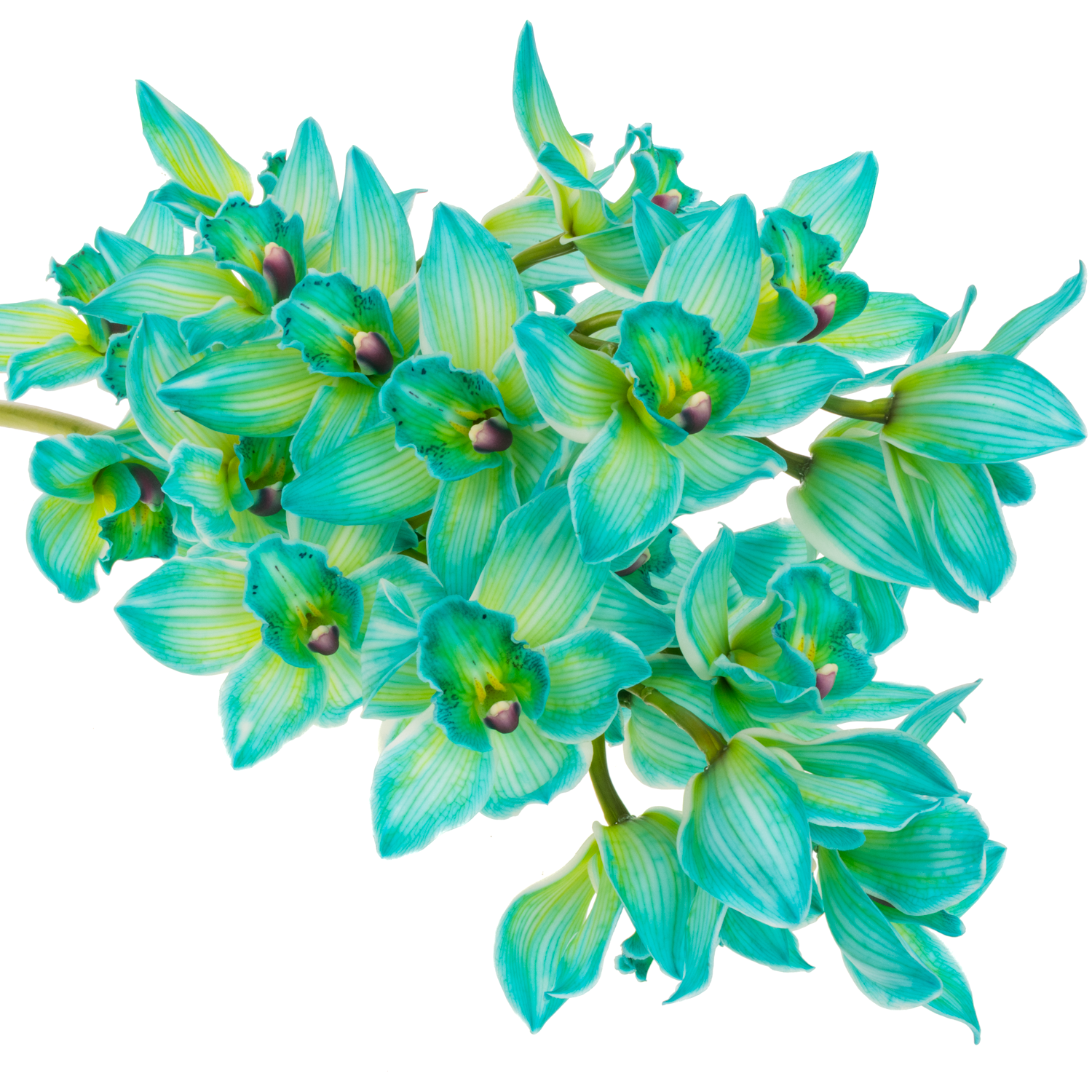 Cymbidium grün Mint gefärbt 80cm 13+Blüte