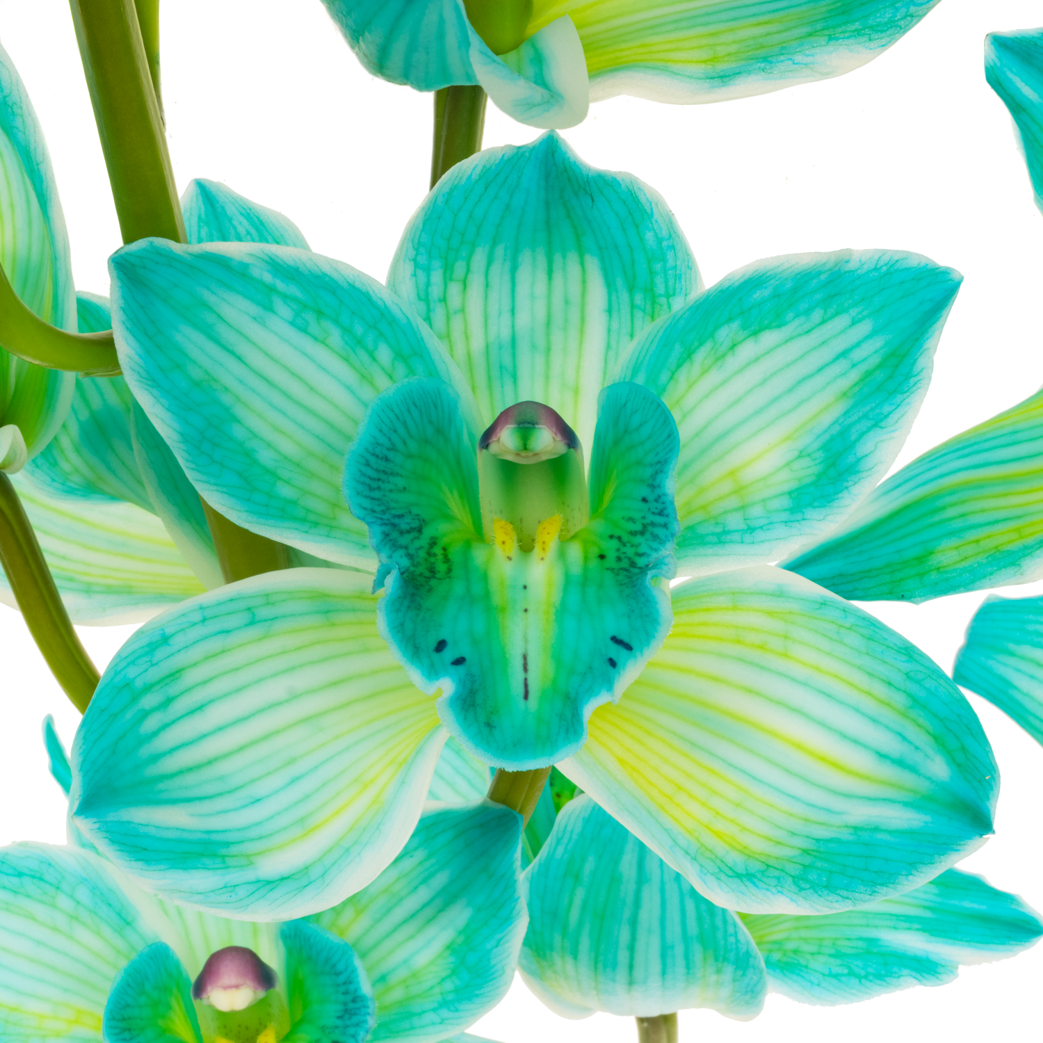 Cymbidium grün Mint gefärbt 80cm 13+Blüte