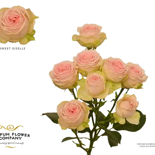 Rose verzweigt hell rosa/apricot Sweet Giselle 60cm