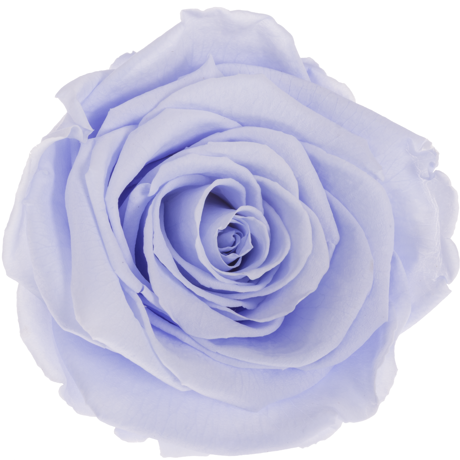 Präparierte Rose milka Vio-89