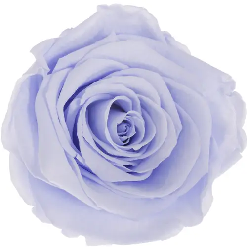 Präparierte Rose milka Vio-89