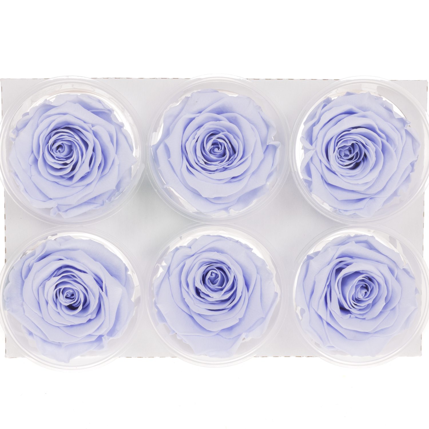 Präparierte Rose milka Vio-89