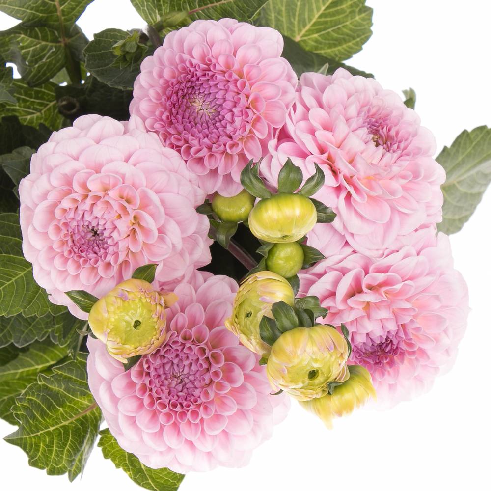 Dahlia rosa Wizard Of Oz x 5 50cm