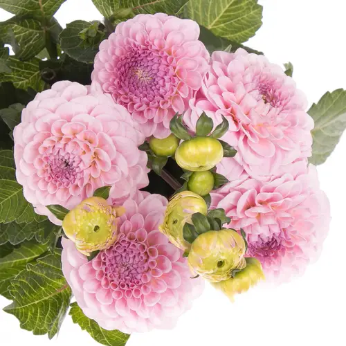 Dahlia rosa Wizard Of Oz x 5 50cm