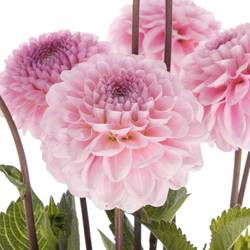 Dahlia rosa Wizard Of Oz x 5 50cm