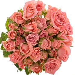 Rose verzweigt rosa Odilia 5+Blüte 40cm