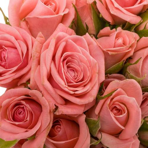 Rose verzweigt rosa Odilia 5+Blüte 40cm