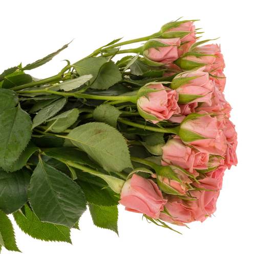 Rose verzweigt rosa Odilia 5+Blüte 40cm