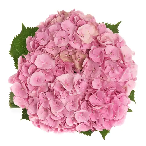 Hortensie rosa Mammoet 60cm