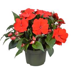 Impatiens Neu Guinea rot T13 H025