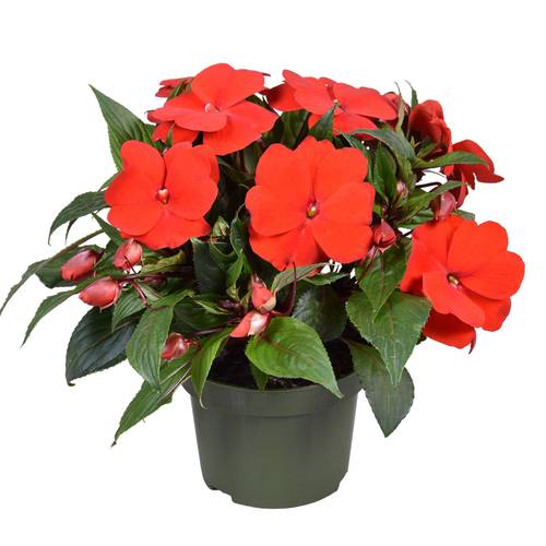 Impatiens Neu Guinea rot T13 H025