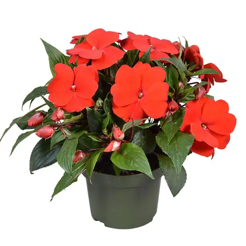 Impatiens Neu Guinea rot T13 H025