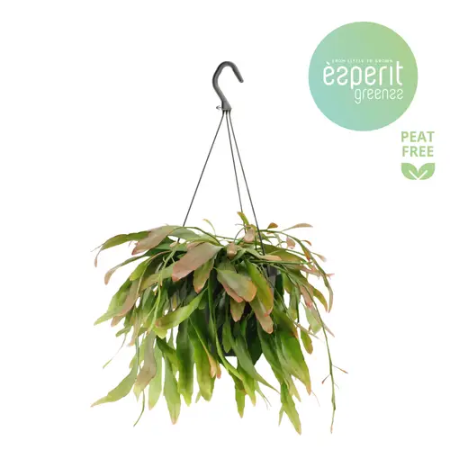 Pseudorhipsalis ramulosa T17 H025