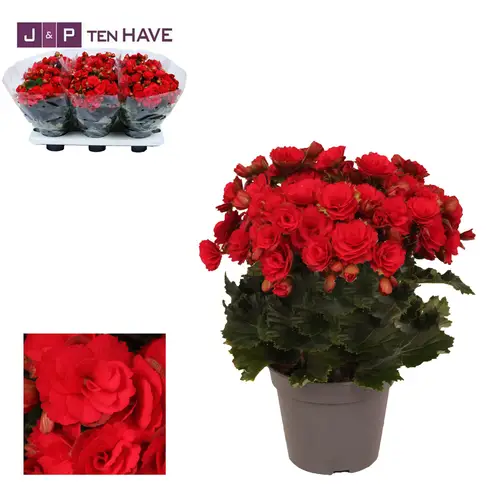 Begonie rot winter Grace T14 H035