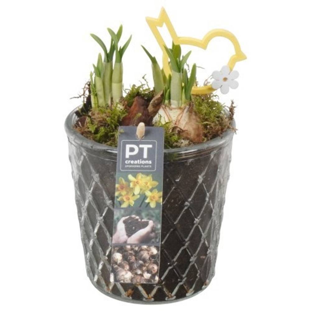 Narzis.Arr PTN8732 T12 H019