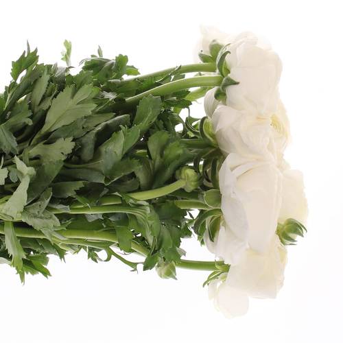 Ranunkel weiss Cloni Super 45cm