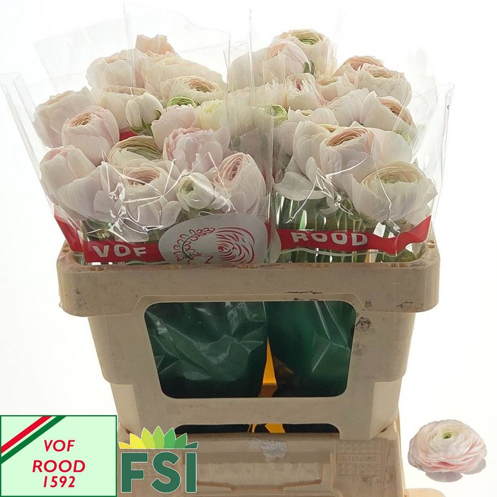 Ranunkel lachs/hell rosa Hanoi 62 Gramm 52cm
