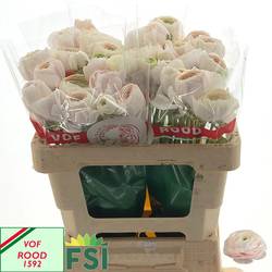 Ranunkel lachs/hell rosa Hanoi 62 Gramm 52cm