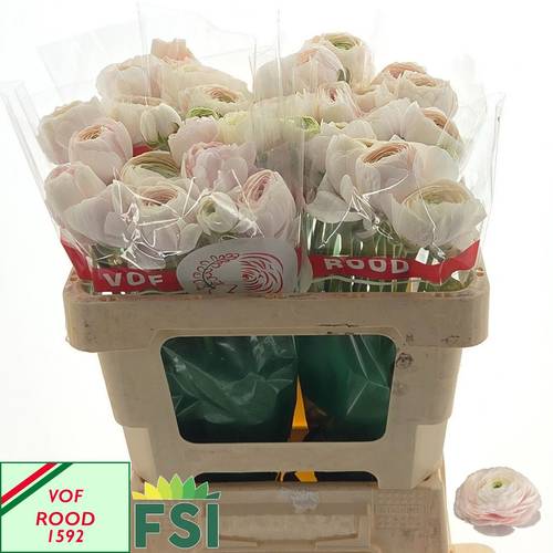 Ranunkel lachs/hell rosa Hanoi 62 Gramm 52cm