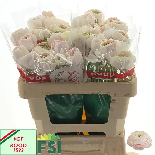 Ranunkel lachs/hell rosa Hanoi 62 Gramm 52cm
