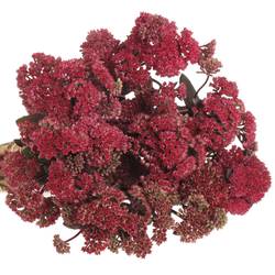 Sedum rot Natur Magic Lizzy 55cm