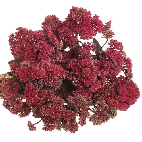 Sedum rot Natur Magic Lizzy 55cm