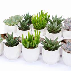 Succ. mix im Lindos Keramik T07 H009