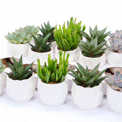 Succ. mix im Lindos Keramik T07 H009