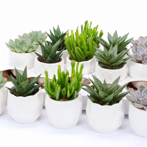 Succ. mix im Lindos Keramik T07 H009