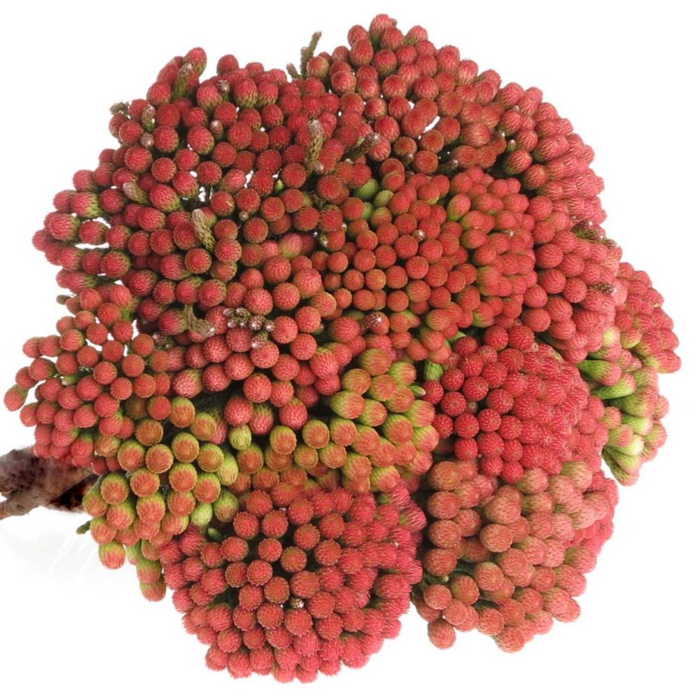 Brunia Laevis rot Natur 30cm