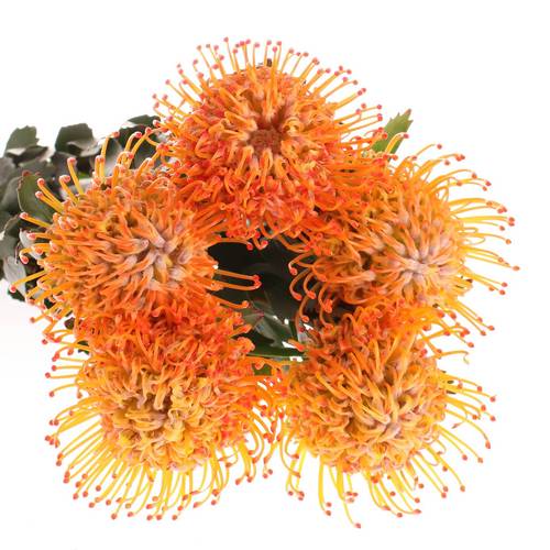 Nutans orange Ayoba Sun 70cm
