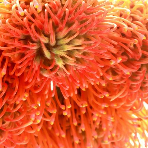 Nutans orange Ayoba Sun 70cm