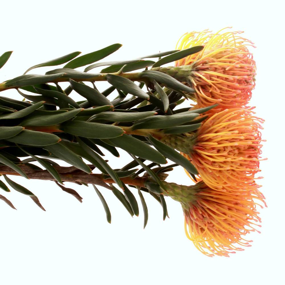 Nutans orange Ayoba Sun 70cm