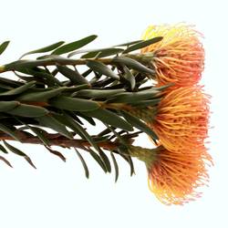 Nutans orange Ayoba Sun 70cm